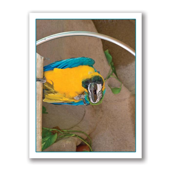 Photo Greeting Card Of A Parrot by Kurt Neumann